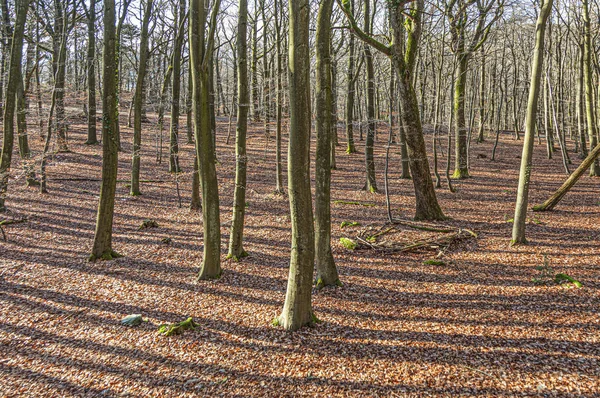 Forest in wintertime with leaves in indian summer colors — Stock Photo, Image