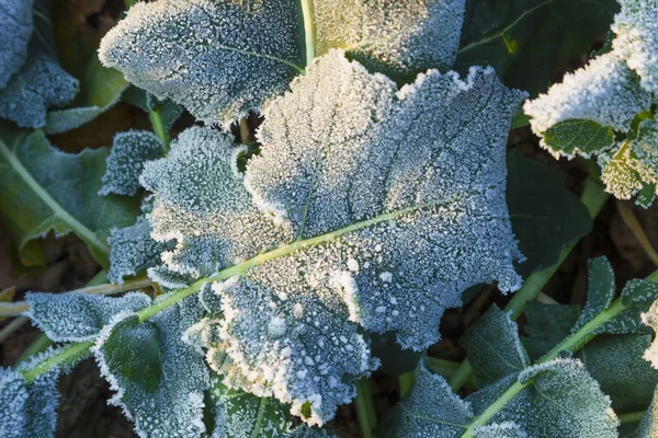 フィールドでの植物の氷のような葉 — ストック写真