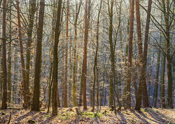 Estructura del bosque en invierno en diferentes colores por el su —  Fotos de Stock