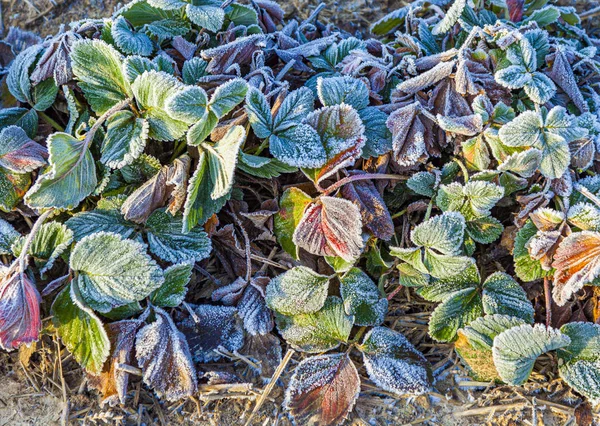 Plantas de morango congeladas no inverno — Fotografia de Stock