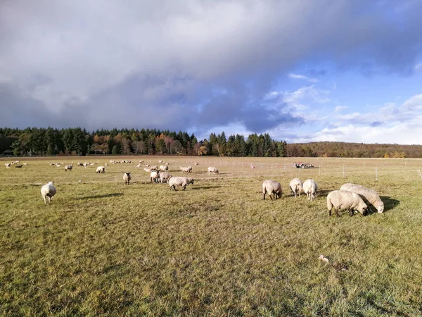 Koyunları Hesse karanlık bulutlar altında eadow otlatma vardır — Stok fotoğraf