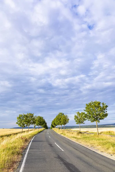 Stradina panoramica con alberi verdi al tramonto nel Taunus Regio — Foto Stock