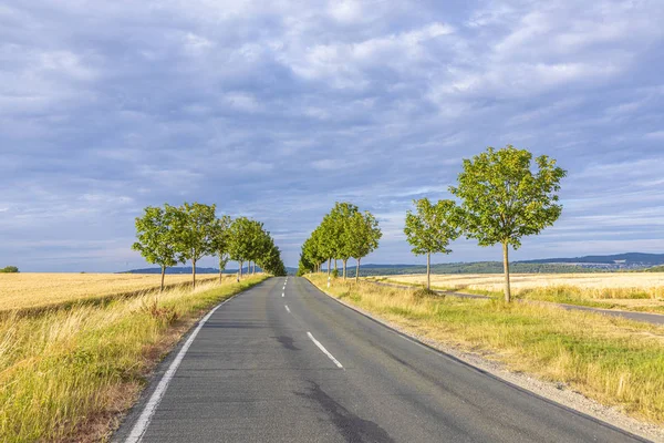 Scenic alley road with green trees in sunset in the Taunus Regio — Stock Photo, Image