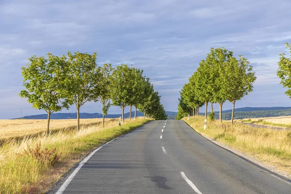 Scenic alley road with green trees in sunset in the Taunus Regio — Stock Photo, Image