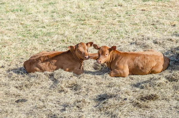 Baleineaux bruns se reposant à la prairie dans la chaleur — Photo