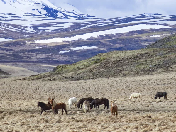 Chevaux sauvages paissent dans la prairie avec des montagnes enneigées — Photo