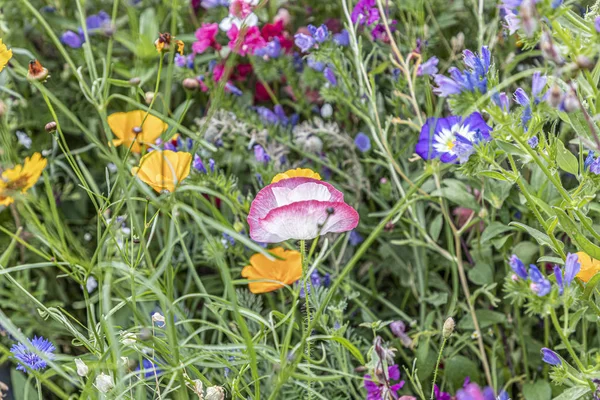 Blommande färgglada Wildflower äng — Stockfoto