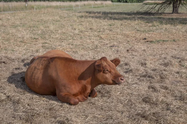 Brązowe krowy spoczywają na łące w ciepło — Zdjęcie stockowe