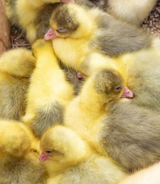 Alteburger pazarında Satılık sarı bebek tavuk