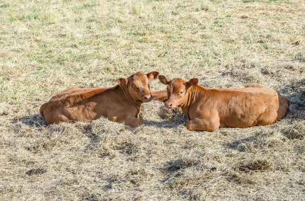 Brown calfs resting at the meadow in the heat — Stock Photo, Image