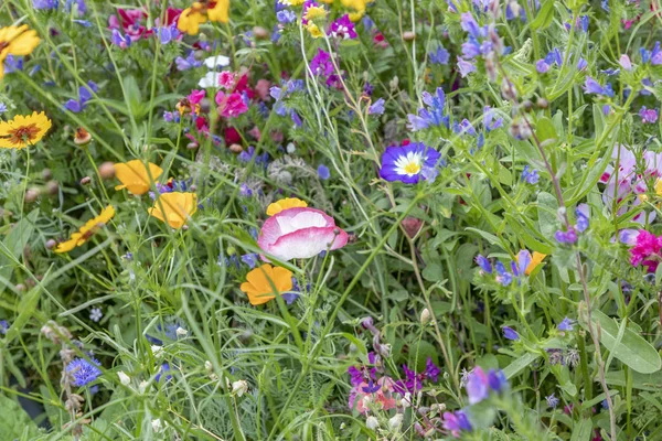 Blühende bunte Wildblumenwiese — Stockfoto