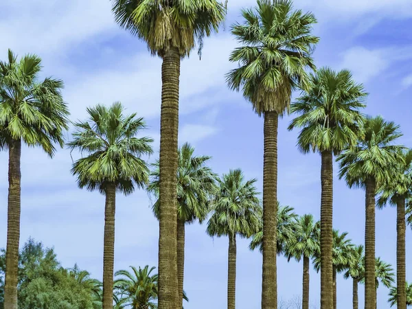 Rad av palmer under blå himmel — Stockfoto