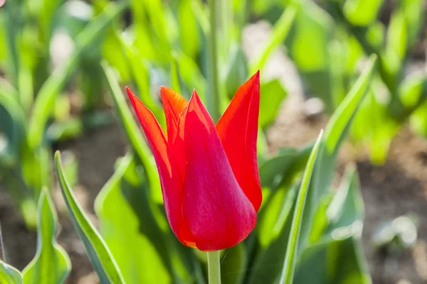 Jarní pole s kvetoucí barevné tulipány — Stock fotografie