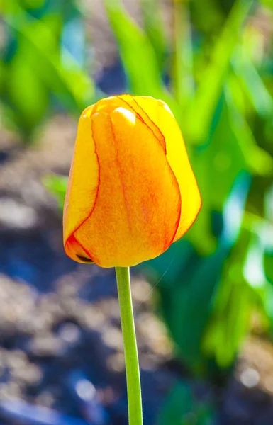 Jarní pole s kvetoucí barevné tulipány — Stock fotografie