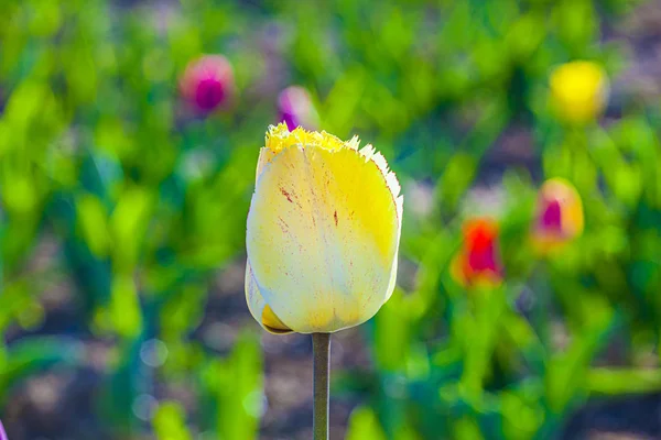 Frühlingsfeld mit blühenden bunten Tulpen — Stockfoto