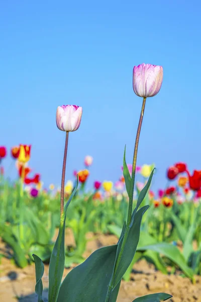 Pole s kvetoucí barevné tulipány — Stock fotografie