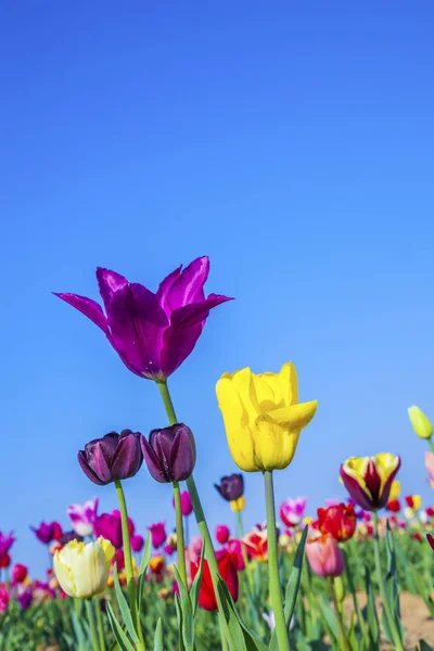 Kare işalan ile çiçeklenme renkli Lale — Stok fotoğraf