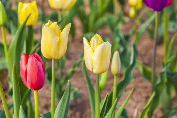 Field with blooming colorful tulips — Stock Photo, Image