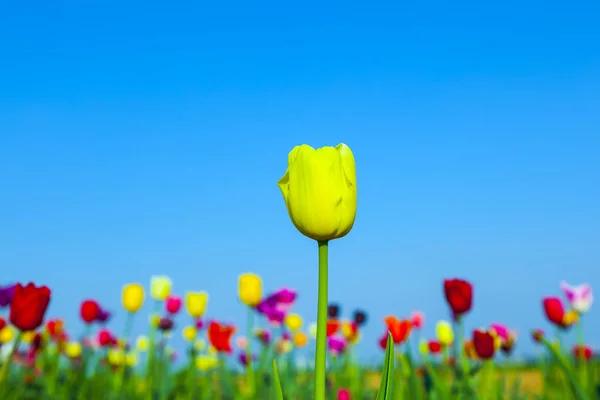 Veld met bloeiende kleurrijke tulpen — Stockfoto