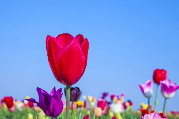 Campo con tulipanes de colores florecientes —  Fotos de Stock