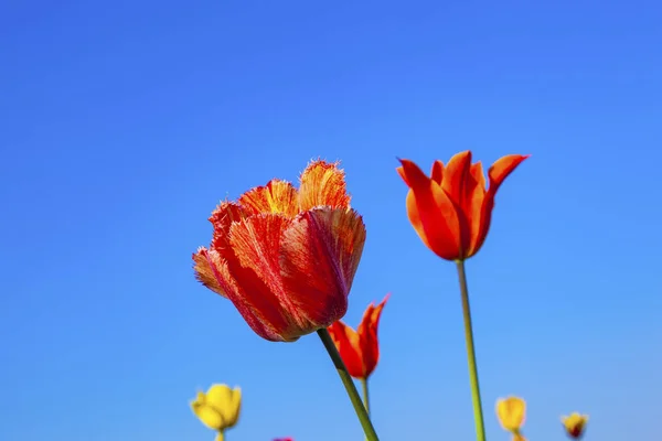 A virágzó színes tulipán mező — Stock Fotó