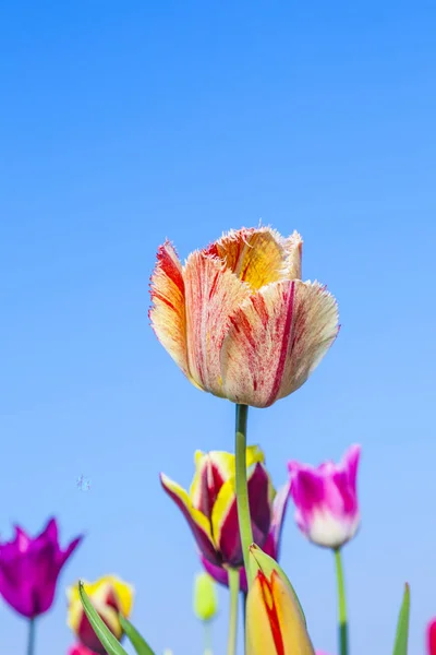 A virágzó színes tulipán mező — Stock Fotó