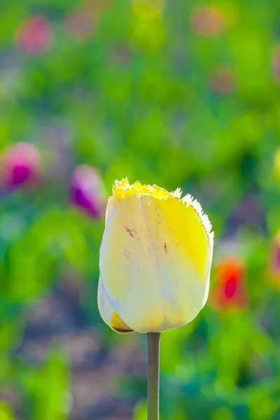 Jarní pole s kvetoucí barevné tulipány — Stock fotografie