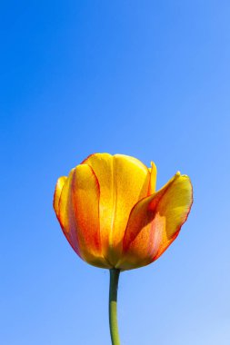 kare işalan ile çiçeklenme renkli Lale