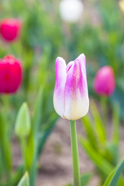 Pole s kvetoucí barevné tulipány — Stock fotografie