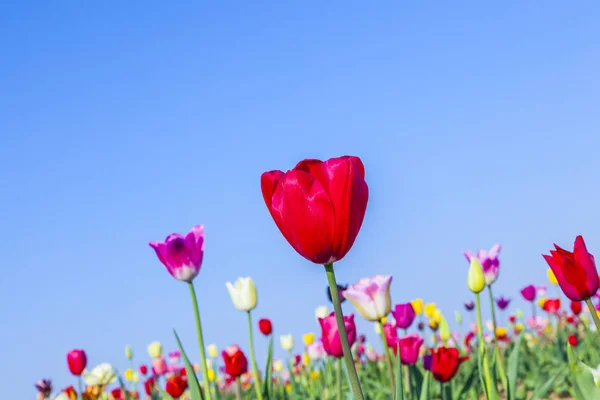 Feld mit blühenden bunten Tulpen — Stockfoto