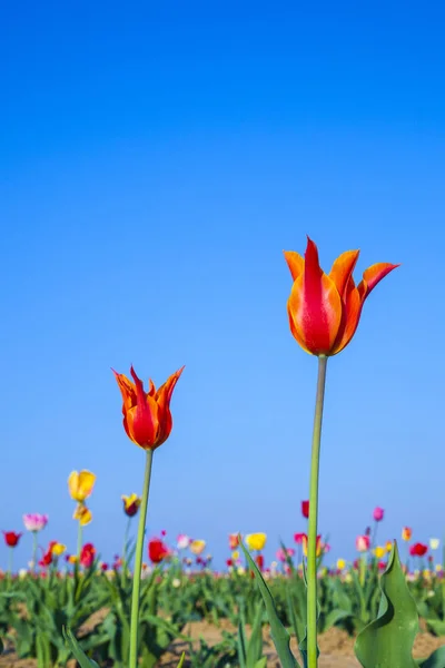 Campo con tulipani colorati in fiore — Foto Stock
