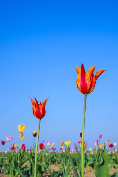 A virágzó színes tulipán mező — Stock Fotó