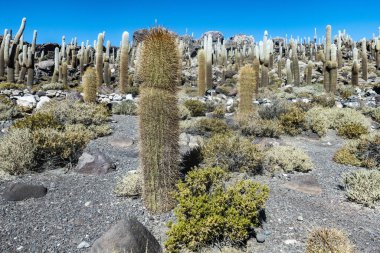 Salar de Uyuni de Isla Incahuasi de kaktüsler 