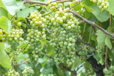 bağdaki üzümlerin detayı