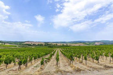 toskana üzüm bağı detay