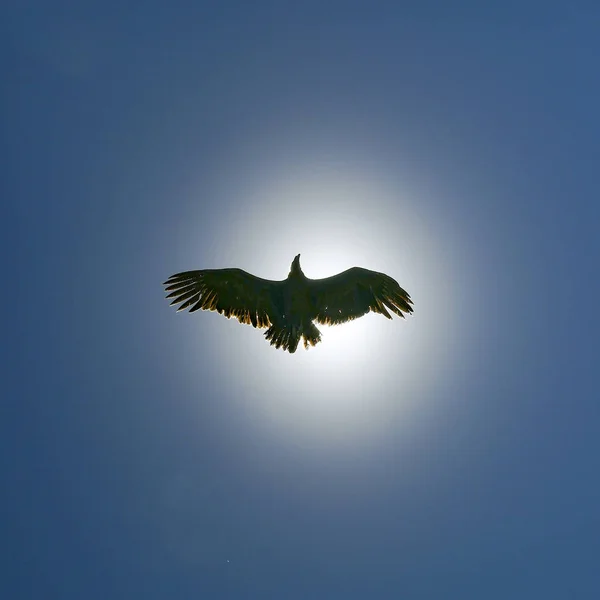 Кондор літає в небі — стокове фото