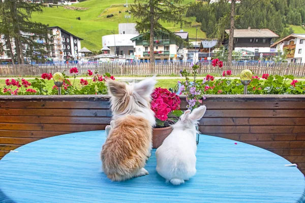 Conejo y gato peludo sentado en una mesa observando el paisaje —  Fotos de Stock