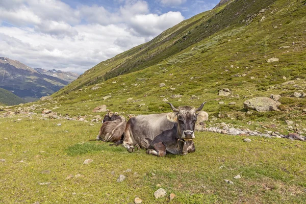 Grazing Cows in The Mountains, Passo Rombo - Timmelsjoch, Itália — Fotografia de Stock