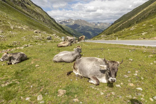 Grazing Cows in The Mountains, Passo Rombo - Timmelsjoch, Italia — Stock Photo, Image