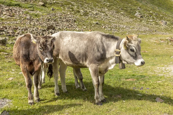 Pascolare mucche in montagna, Passo Rombo - Timmelsjoch, Italia — Foto Stock