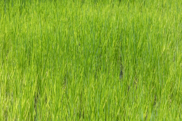 Detail of rice paddy — Stock Photo, Image
