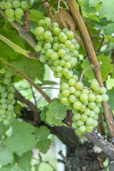 Dettaglio delle uve in vigna — Foto Stock