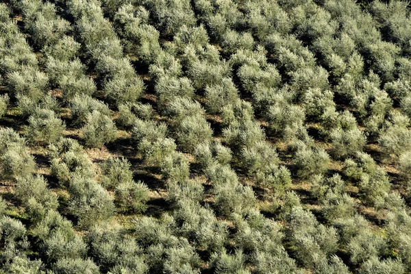 Oliveiras na Toscana, Itália — Fotografia de Stock