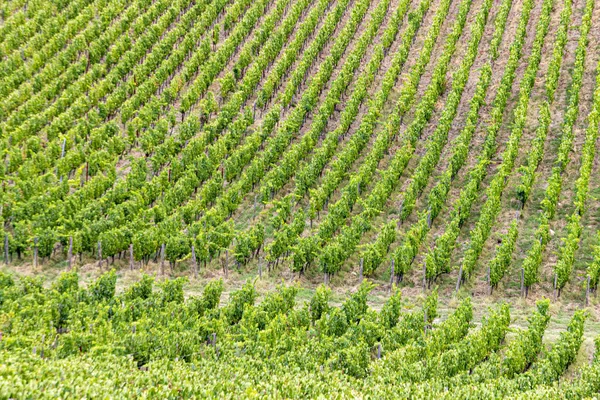 Detail der Weinberge in der Toskana — Stockfoto