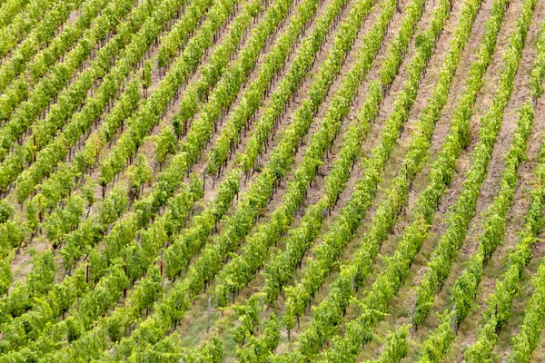 Detalle del viñedo en el tugurio — Foto de Stock