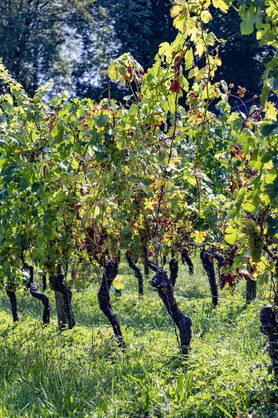 Vigneto con uve mature nel fiume Valle principale — Foto Stock