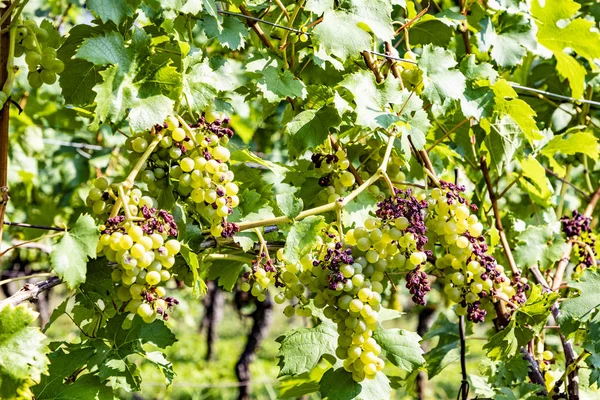 Vineyard with ripe grapes in the river Main valley — Stock Photo, Image