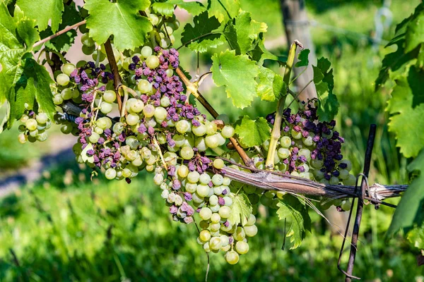 Weinberg mit reifen Trauben im Flusstal — Stockfoto