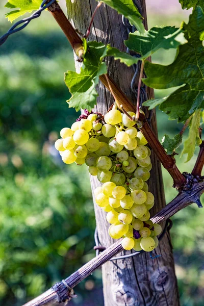 Vineyard with ripe grapes in the river Main valley — Stock Photo, Image