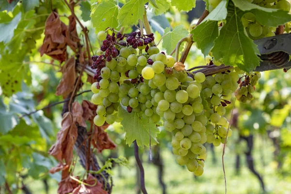 Vineyard with ripe grapes in the river Main valley — Stock Photo, Image